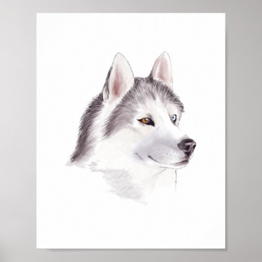 Affiche de chien Husky / affiches d'animaux (Devant)