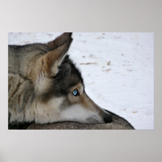 Affiche de chien husky aux yeux bleus (Devant)