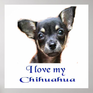 Affiche de Chihuahua