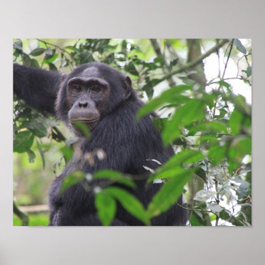 Affiche de chimpanzé (Devant)