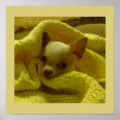 Affiche de chiot Chihuahua blotti (Devant)