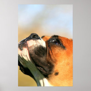 Affiche de chiot de boxeur
