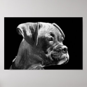 Affiche de chiot de boxeur