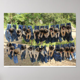 Affiche de chiot de mastiff