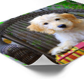 Affiche de chiot Golden Doodle (Coin)