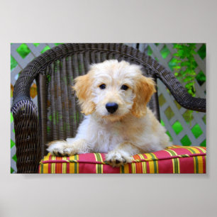 Affiche de chiot Golden Doodle