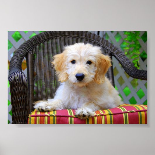 Affiche de chiot Golden Doodle (Devant)