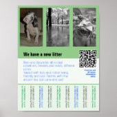 affiche de chiots à vendre avec code QR (Devant)