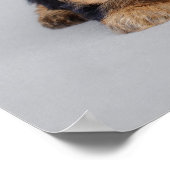 Affiche de chiots de Yorkie (Coin)