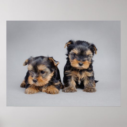 Affiche de chiots de Yorkie (Devant)