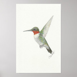 Affiche de Colibri à gorge rubis