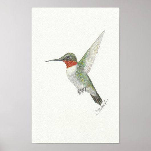 Affiche de Colibri à gorge rubis (Devant)
