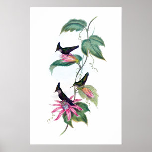Affiche de colibris