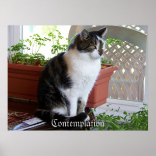 affiche de contemplation de chat