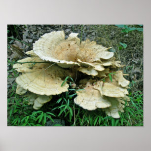 Affiche de coordination des éléments de champignon