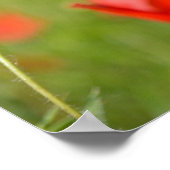 Affiche de coquelicots dans un champ de coquelicot (Coin)
