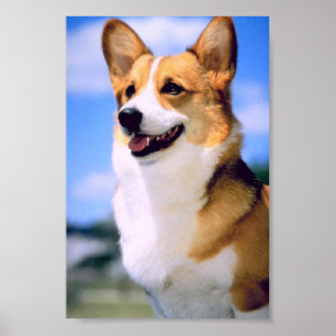Affiche de corgi
