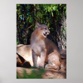 Affiche de cougar (Devant)