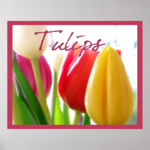 Affiche de couleurs de tulipes