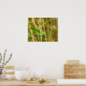 Affiche de criquet (Cuisine)