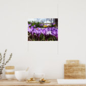 Affiche de crocus (Cuisine)