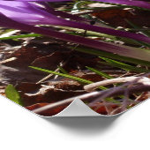 Affiche de crocus (Coin)