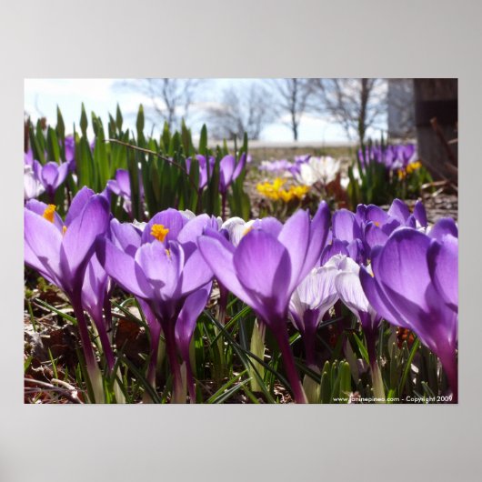 Affiche de crocus (Devant)