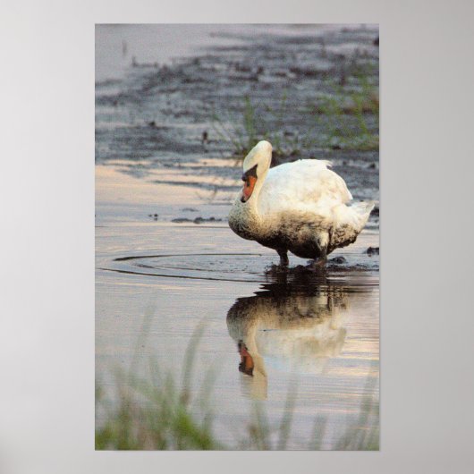 Affiche de cygne (Devant)