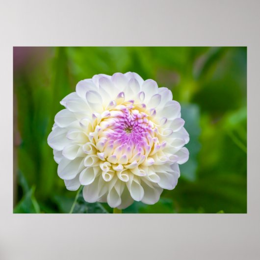 Affiche de Dahlia (Devant)