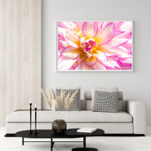 Affiche de Dahlia rose et blanc