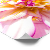 Affiche de Dahlia rose et blanc (Coin)