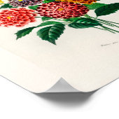 Affiche de dahlia rouge botanique vintage (Coin)