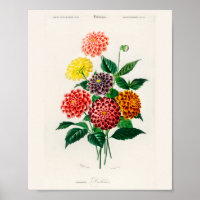 Affiche de dahlia rouge botanique vintage