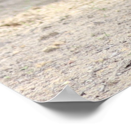 Affiche de Dales Pony (Coin)