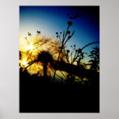 Affiche de Dandelion (Devant)