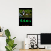 Affiche de décollage de colvert (Bureau à domicile)