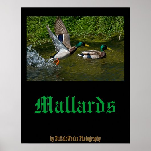 Affiche de décollage de colvert (Devant)