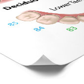 Affiche de dentition décidue (dents de bébé) (Coin)