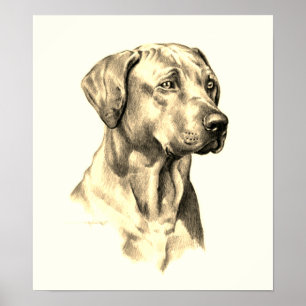 Affiche de dessin de Rhodesian Ridgeback