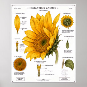 Affiche de diagramme d'anatomie florale Floral v
