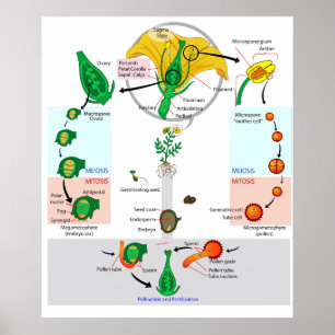 Affiche de diagramme du cycle de vie d'une plante
