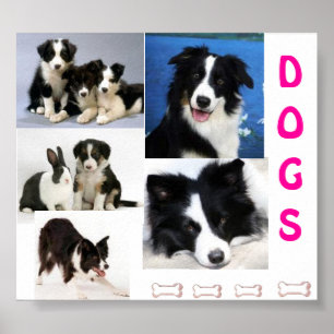 Affiche de DOGS