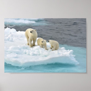Affiche de famille d'ours blanc
