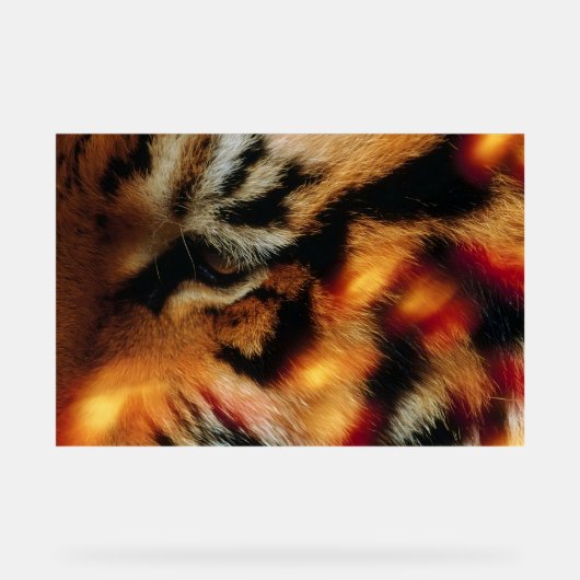 Affiche de faune à proximité de l'Œil de Tigre Dor (Recto)