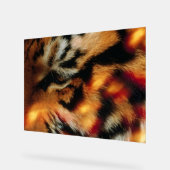 Affiche de faune à proximité de l'œil de tigre dor (Angle)