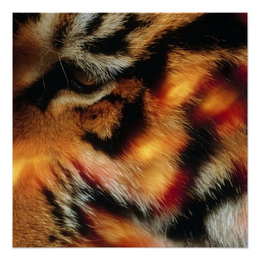 Affiche de faune en gros plan de l'Œil de Tigre Do (Devant)