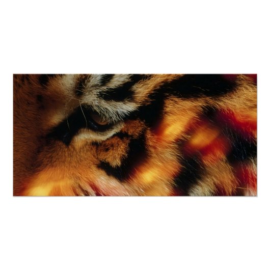 Affiche de faune et flore Œil de tigre doré en gro (Devant)