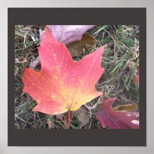 Affiche de feuille d'automne rouge jaune (Devant)