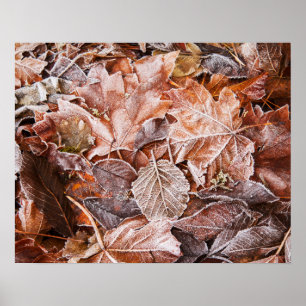 Affiche de feuilles d'érable en automne Papier (Ma