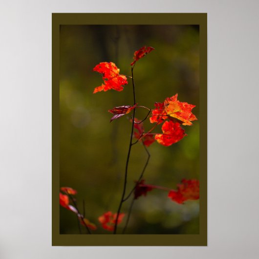 Affiche de feuilles et branches rouges (Devant)